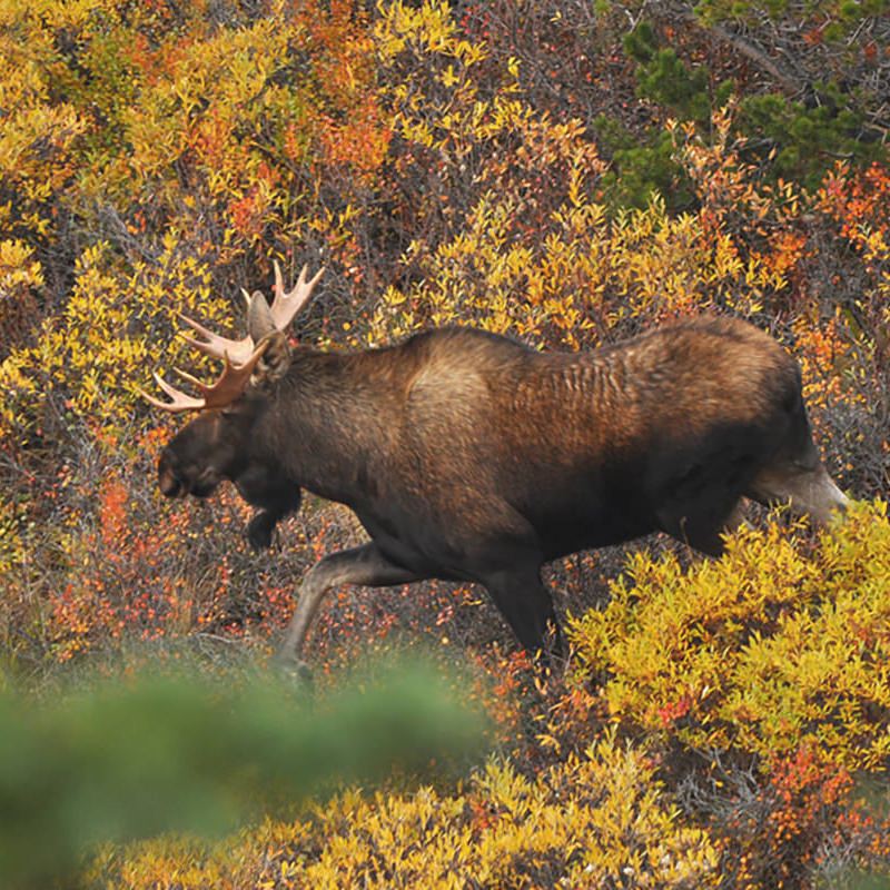 Gefuehrte Kanu-Tour Kanada Yukon